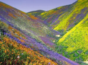 North Sikkim Group Tour Package