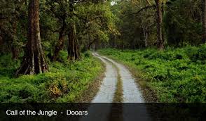 Experience the Thrill of Wildlife Adventure in the Wilds of Dooars: A 5-Day Itinerary