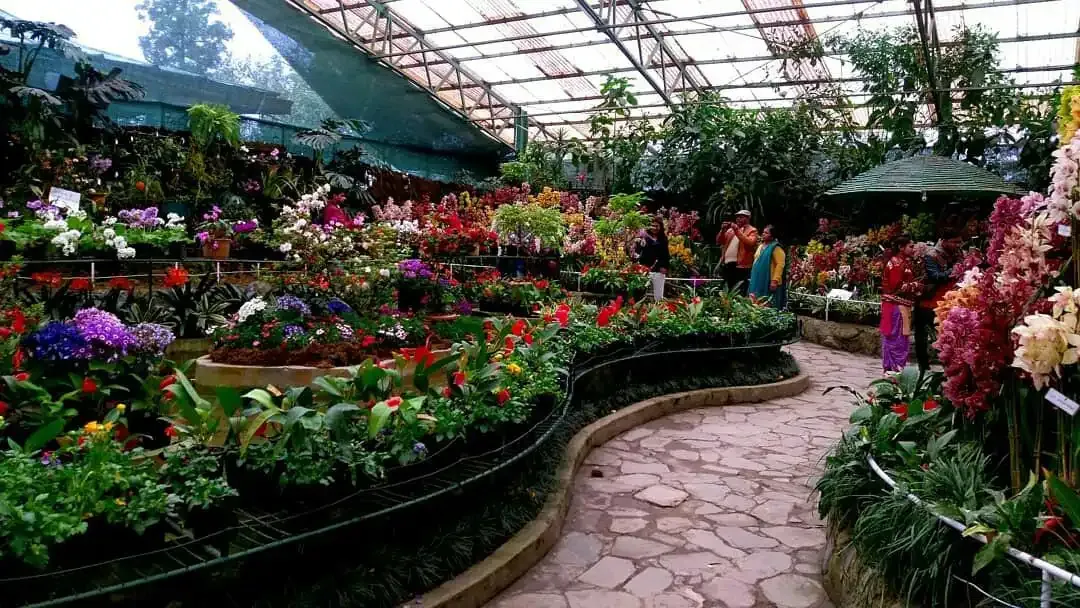 Flower exhibition centre Gangtok seasonal flowers orchids
