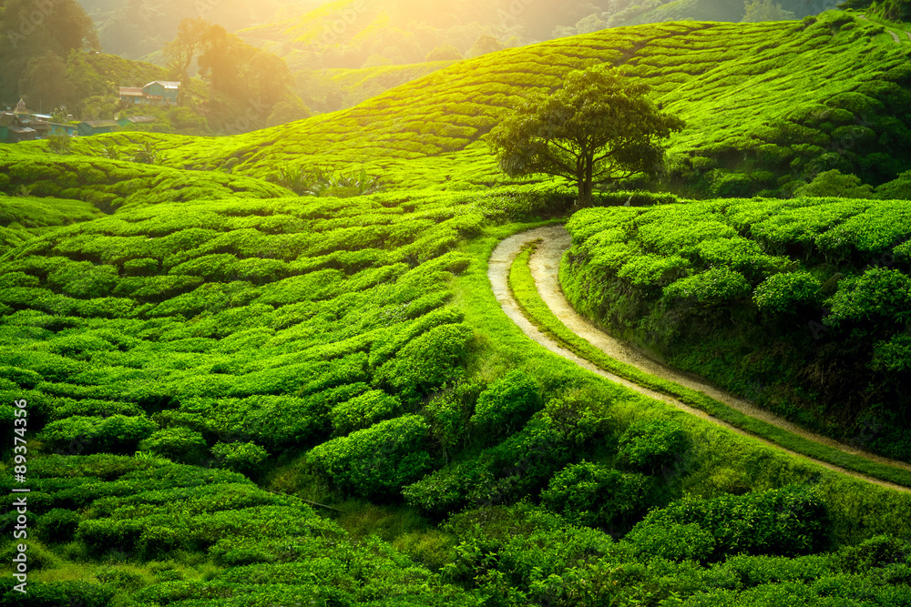 Day 4: Darjeeling - Bagdogra Airport/NJP Station (90 km / 3 hrs) - Darjeeling &amp; Mirik Tour - 3 Nights 4 Days