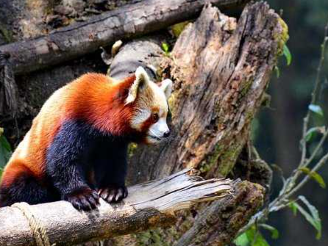 HIMALAYAN ZOO, DARJEELING