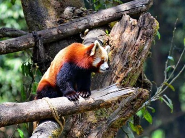 Padmaja Naidu Himalayan Zoological Park Darjeeling