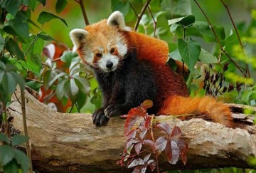 Namdapha National Park - India's Wild Northeast Frontier