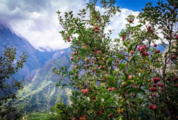 Dirang - Apple Orchards, Hot Springs & Mountain Peace